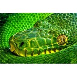 1art1 Snakes Poster Art Print - Side-Striped Palm Viper, Bothriechis Lateralis II (47 x 31 inches)