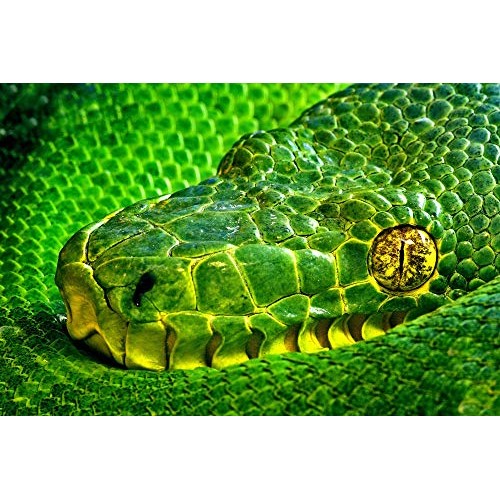 1art1 Snakes Poster Art Print - Side-Striped Palm Viper, Bothriechis Lateralis II (47 x 31 inches)