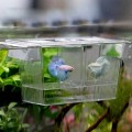 Afco Aquarium Fish Tank Guppy Double Breeding Breeder Rearing Trap Box Hatchery for Sick and Pregnancy Fish Size 12cm x 7cm x 7cm (Transparent) Afco Aquarium Fish Tank Guppy Double Breeding Breeder Rearing Trap Box Hatchery for Sick and Pregnancy Fish Size 12cm x 7cm x 7cm (Transparent)