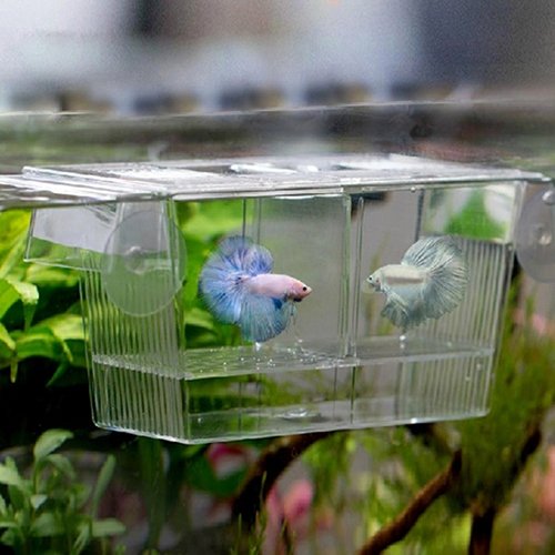 Afco Aquarium Fish Tank Guppy Double Breeding Breeder Rearing Trap Box Hatchery for Sick and Pregnancy Fish Size 12cm x 7cm x 7cm (Transparent)