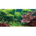 Aquatic Creations Static Cling Aquarium Background, 24 by 12-Inch, Tropical