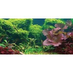 Aquatic Creations Static Cling Aquarium Background, 24 by 12-Inch, Tropical