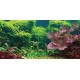 Aquatic Creations Static Cling Aquarium Background, 24 by 12-Inch, Tropical