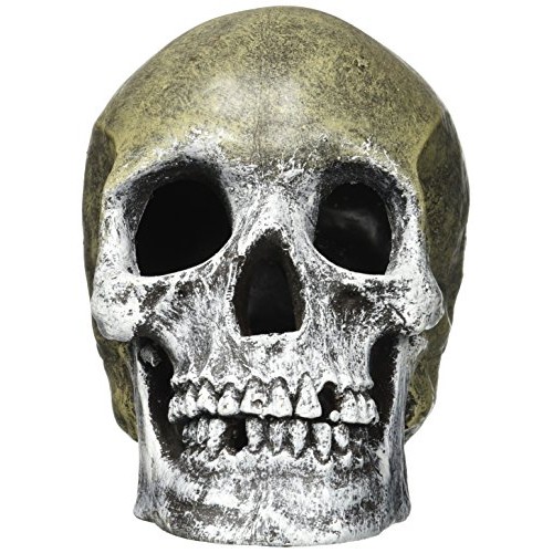 Resin Ornament - Life - like Human Skull