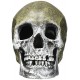 Resin Ornament - Life - like Human Skull