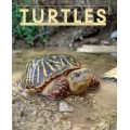 Turtles Turtles