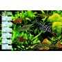 Aquariums: The Complete Guide to Freshwater and Saltwater Aquariums