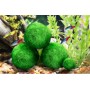 4 LUFFY Giant Marimo Moss Balls - Aesthetically Beautiful & Create Healthy Environment - Eco-Friendly, Low Maintenance & Curbs Algae Growth - Shrim...