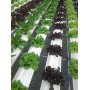 Black Sponges 1 Inch 48 Each Cubes Trimmed Growing Media for Hydroponics Aquaponics Aeroponics