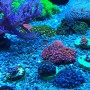 Seachem Reef Dip 250ml