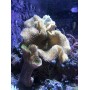 Seachem Reef Phytoplankton, 500ml/17-Fluid Ounce