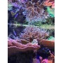 Seachem Reef Zooplankton, 250ml/8.5-Fluid Ounce