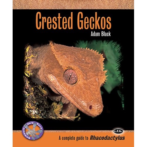 Crested Geckos: A Complete Guide to Rhacodactylus