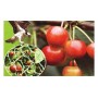 ToolUSA Homegarden Hexagon Humane Anti-bird Net To Protect The Fruit In Your Trees, 32 X 13 Feet: GT-98410