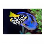 Trademark Fine Art Colorful Tropical Fish Art by Kurt Shaffer, 16 by 24-Inch