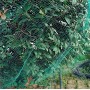 WARKHOME 4m x 10m Bird Netting Green Garden Anti Bird Pond Netting for Plant Protection Mesh Netting Against Birds Pigeon Seagull Holes Size:1.5x1....